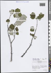 Тополь белый, Тополь серебристый L., Восточная Европа, Нижневолжский район (E9) (Россия)