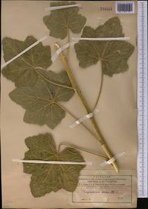 Шток-роза голоцветковая (Lindl.) Boiss., Средняя Азия и Казахстан, Северный и Центральный Тянь-Шань (M4) (Киргизия)