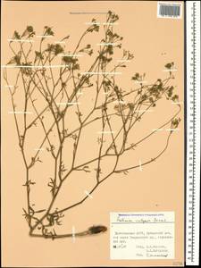 Резак обыкновенный Bernh., Кавказ, Дагестан (K2) (Россия)