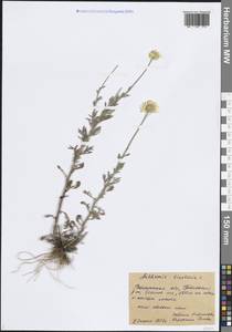 Cota tinctoria subsp. tinctoria, Восточная Европа, Центральный лесостепной район (E6) (Россия)