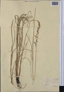 Piptatherum coerulescens (Desf.) P.Beauv., Западная Европа (EUR)