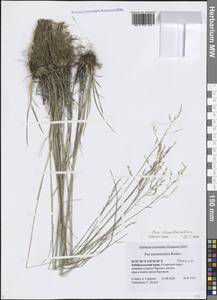 Мятлик разноцветный Besser, Сибирь, Прибайкалье и Забайкалье (S4) (Россия)