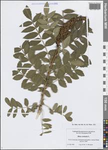 Сумах дубильный L., Средняя Азия и Казахстан, Копетдаг, Бадхыз, Малый и Большой Балхан (M1) (Туркмения)