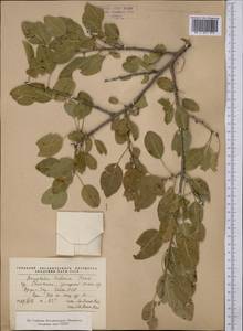 Prunus bucharica (Korsh.) B. Fedtsch., Средняя Азия и Казахстан, Памир и Памиро-Алай (M2) (Таджикистан)