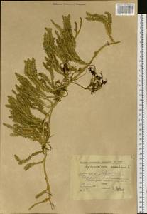 Spinulum annotinum subsp. annotinum, Сибирь, Якутия (S5) (Россия)