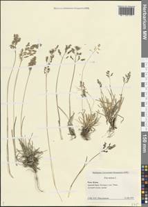 Мятлик однолетний L., Восточная Европа, Северный район (E1) (Россия)