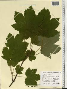 Клен ложноплатановый L., Восточная Европа, Молдавия (E13a) (Молдавия)