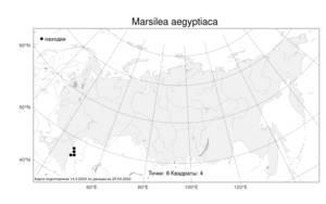 Marsilea aegyptiaca, Марсилия египетская Willd., Атлас флоры России (FLORUS) (Россия)