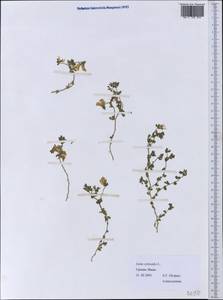 Лядвенец рактиниковый L., Западная Европа (EUR) (Греция)