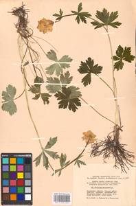 Купальница европейская L., Восточная Европа, Московская область и Москва (E4a) (Россия)