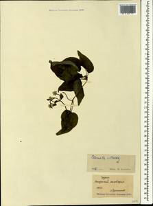 Ломонос обыкновенный L., Кавказ, Грузия (K4) (Грузия)