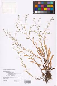 MHA 0 153 121, Myosotis laxa subsp. laxa, Восточная Европа, Центральный район (E4) (Россия)