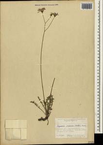 Crepis purpurea (Willd.) M. Bieb., Крым (KRYM) (Россия)