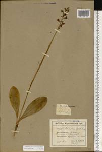Любка зеленоцветковая (Custer) Rchb., Восточная Европа, Северо-Украинский район (E11) (Украина)