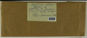 Polytrichum commune Hedw., Гербарий мохообразных, Мхи - Центральное Нечерноземье (B6) (Россия)