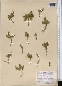 Lysimachia maritima (L.) Galasso, Banfi & Soldano, Средняя Азия и Казахстан, Памир и Памиро-Алай (M2) (Киргизия)