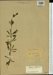 Подмаренник цепкий L., Восточная Европа, Северо-Украинский район (E11) (Украина)