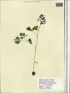 Corydalis ×hausmannii Klebelsberg, Восточная Европа, Средневолжский район (E8) (Россия)