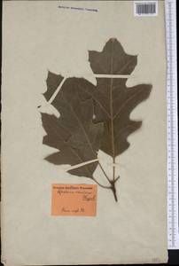 Quercus coccinea Münchh., Америка (AMER) (Россия)