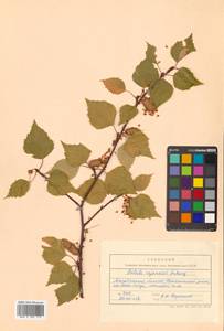 Betula pendula subsp. mandshurica (Regel) Ashburner & McAll., Сибирь, Чукотка и Камчатка (S7) (Россия)