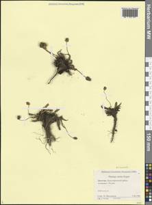 Plantago atrata subsp. spadicea (Pilg.) Pilg., Кавказ, Дагестан (K2) (Россия)