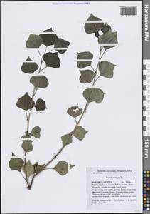 Тополь черный, Осокорь L., Западная Европа (EUR) (Испания)