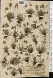 Сушеница приземистая (L.) Cass., Средняя Азия и Казахстан, Западный Тянь-Шань и Каратау (M3) (Казахстан)