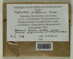 Polytrichum piliferum Hedw., Гербарий мохообразных, Мхи - Карелия, Ленинградская и Мурманская области (B4) (Россия)