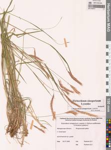 × Elyhordeum, Сибирь, Чукотка и Камчатка (S7) (Россия)