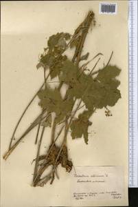 Heracleum sphondylium subsp. sibiricum (L.) Simonk., Средняя Азия и Казахстан, Северный и Центральный Казахстан (M10) (Казахстан)