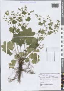 Манжетка балтийская Sam. ex Juz., Сибирь, Прибайкалье и Забайкалье (S4) (Россия)