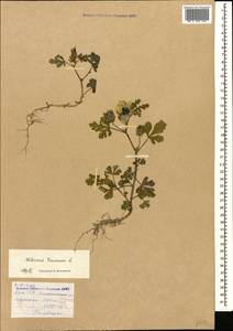 Гибискус тройчатый L., Кавказ, Армения (K5) (Армения)