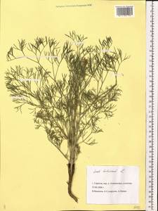 Жабрица извилистая L., Восточная Европа, Нижневолжский район (E9) (Россия)