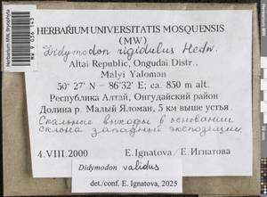 Didymodon validus Limpr., Гербарий мохообразных, Мхи - Западная Сибирь (включая Алтай) (B15) (Россия)