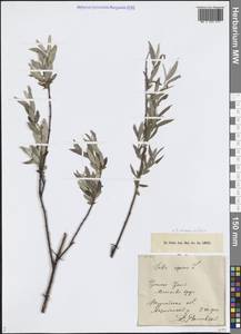 Ива розмаринолистная L., Средняя Азия и Казахстан, Прикаспийский Устюрт и Северное Приаралье (M8) (Казахстан)