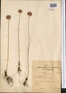 Лук линейный L., Средняя Азия и Казахстан, Северный и Центральный Казахстан (M10) (Казахстан)