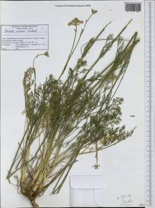 Seseli montanum subsp. tommasinii (Rchb.fil.) Arcang., Западная Европа (EUR) (Италия)