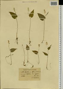 Майник двулистный (L.) F.W.Schmidt, Сибирь, Чукотка и Камчатка (S7) (Россия)