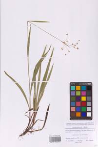 Ожика волосистая (L.) Willd., Восточная Европа, Московская область и Москва (E4a) (Россия)