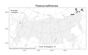 Festuca baffinensis, Овсяница баффиновская Polunin, Атлас флоры России (FLORUS) (Россия)