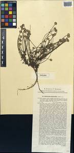 Cephalaria sillingeri, Западная Европа (EUR) (Словакия)