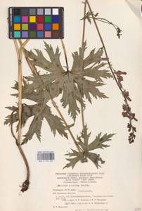 Борец северный Koelle, Восточная Европа, Восточный район (E10) (Россия)