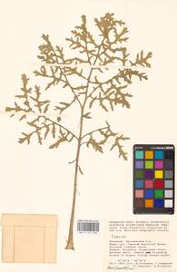 Катран, Восточная Европа, Нижневолжский район (E9) (Россия)