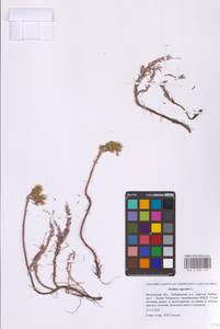 Очиток скальный (L.) P.V.Heath, Восточная Европа, Московская область и Москва (E4a) (Россия)