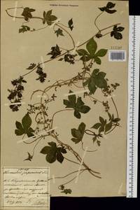Humulus scandens (Lour.) Merr., Зарубежная Азия (ASIA) (КНР)