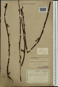 Ива филиколистная L., Восточная Европа, Северный район (E1) (Россия)