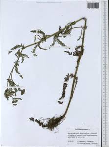 Achillea millefolium var. nigrescens E. Mey., Сибирь, Чукотка и Камчатка (S7) (Россия)