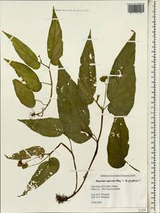 Begonia tenuifolia Dryand., Зарубежная Азия (ASIA) (Вьетнам)