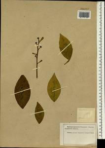 Citrus maxima (Burm.) Merr., Зарубежная Азия (ASIA) (Иран)