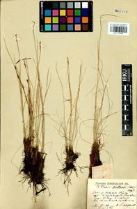 Carex myosuroides Vill., Сибирь, Прибайкалье и Забайкалье (S4) (Россия)
